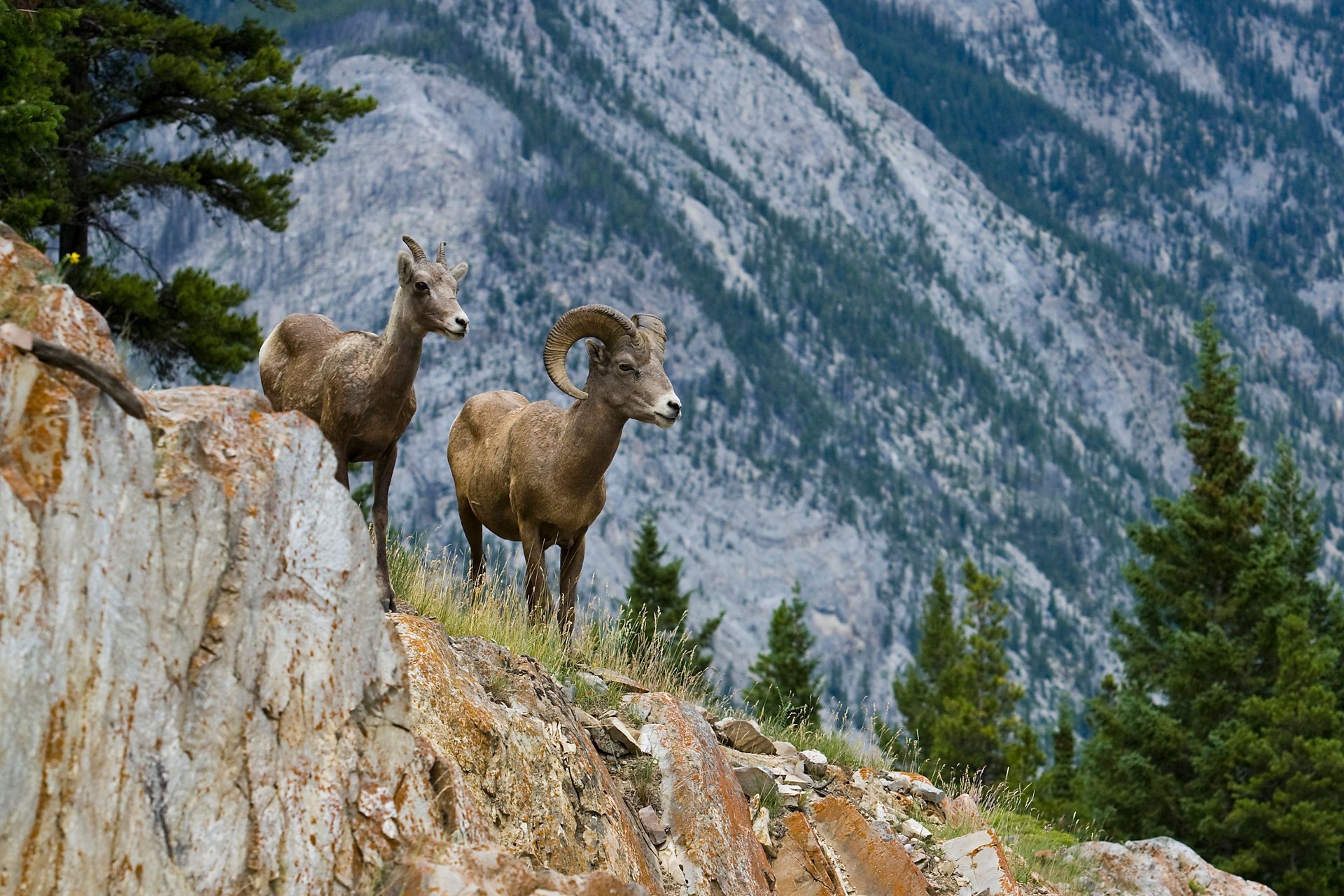 Male and female bighorn sheep with tall trees and mountain