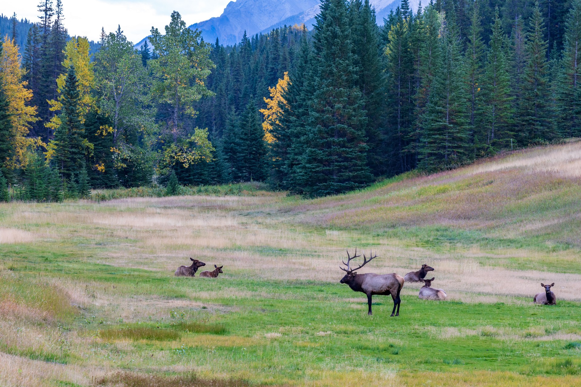 A herd of wild elk foraging and rest in prairie at forest edge in autumn foliage season. Banff National Park.