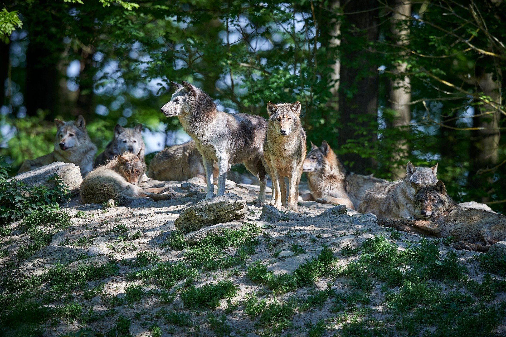Wolf pack in the sun