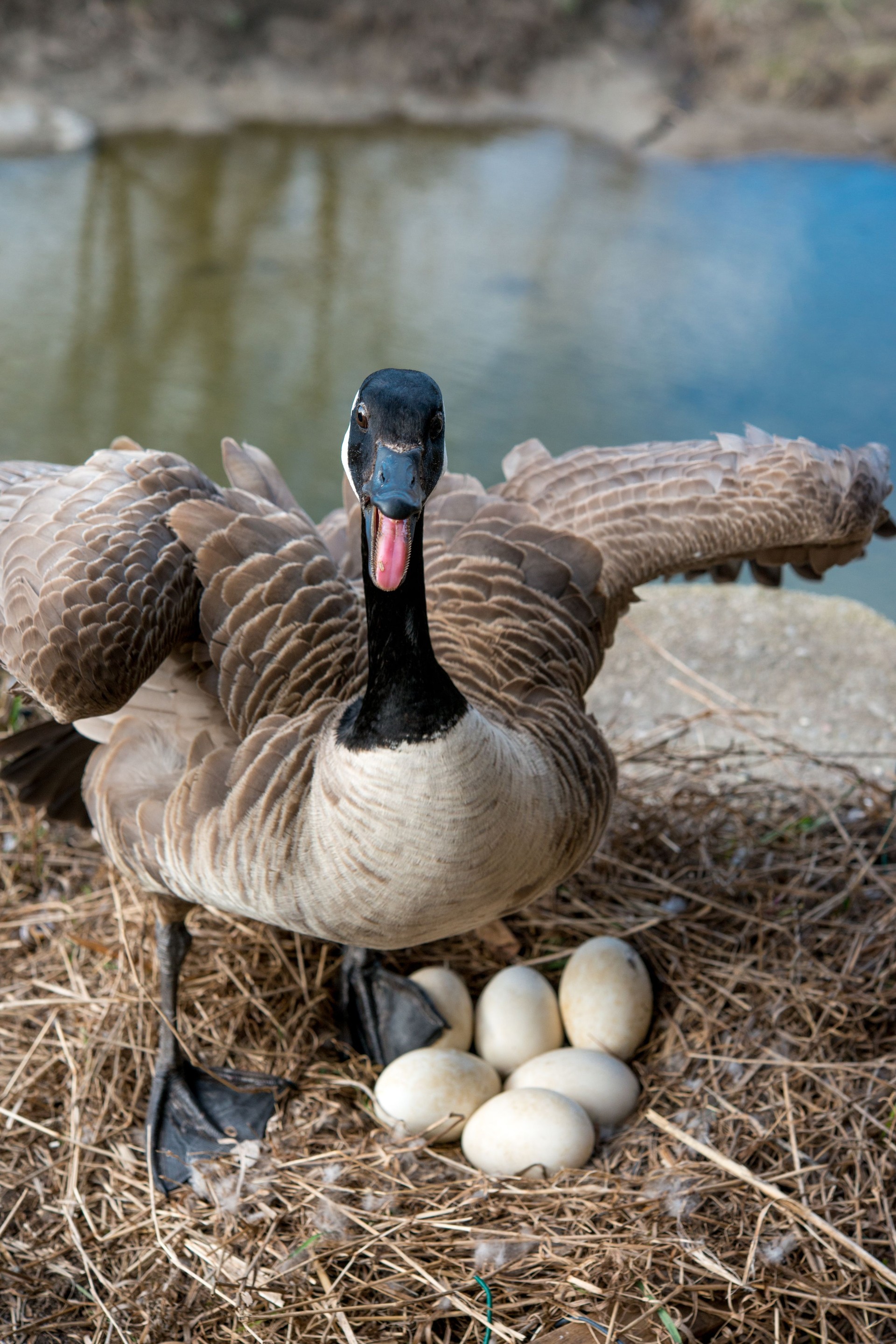 Angry wild Canada goose chasing away intruders from nest