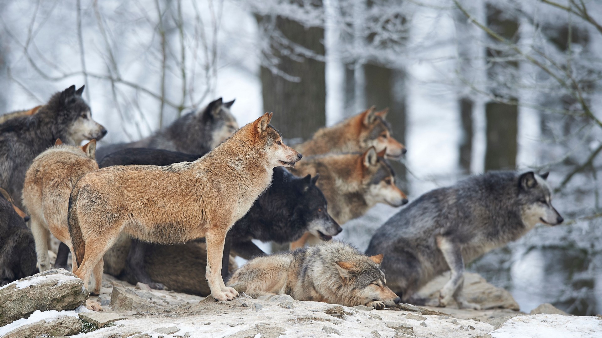 Wolf pack in winter