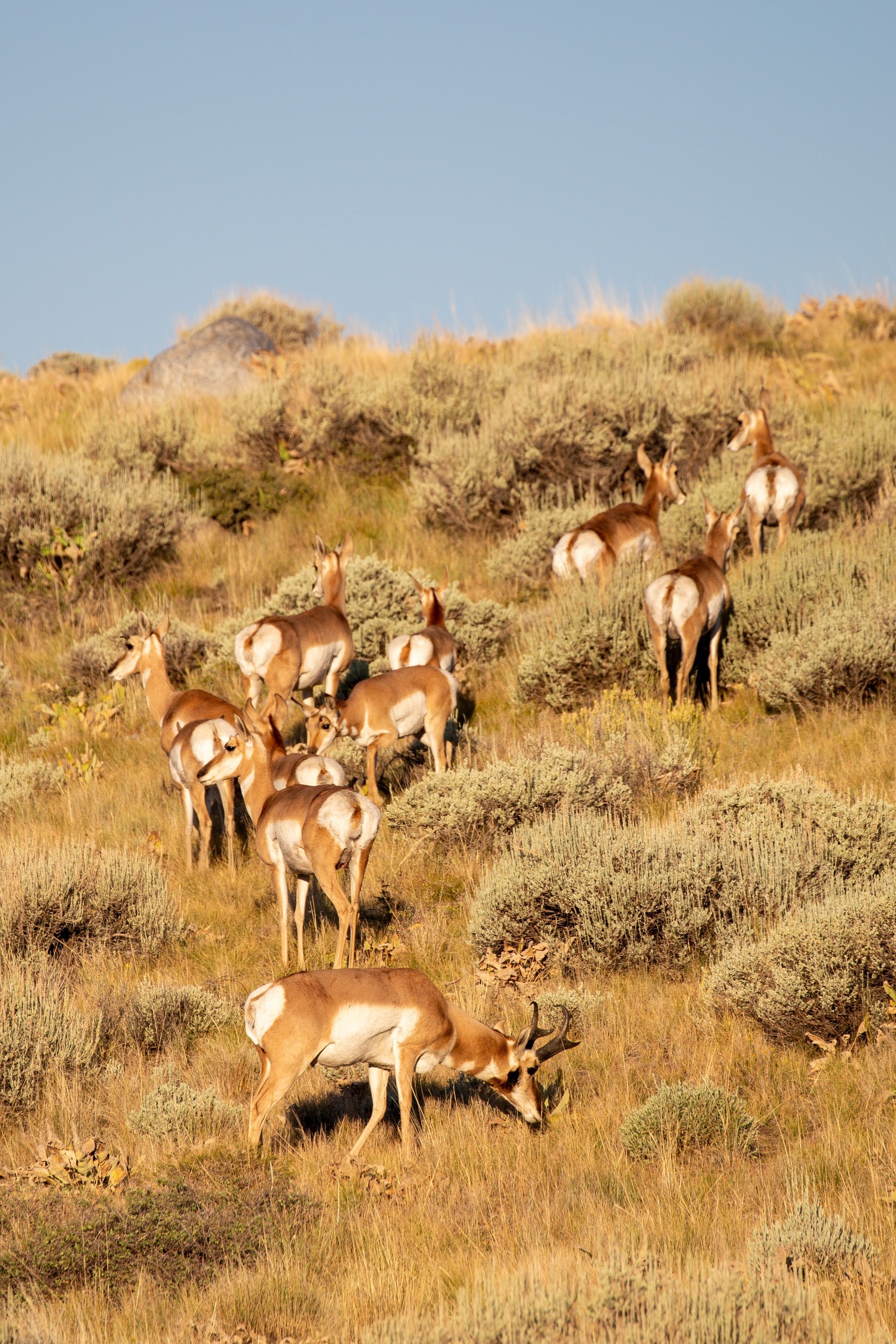 Wild pronghorn antelope in western Wyoming, USA