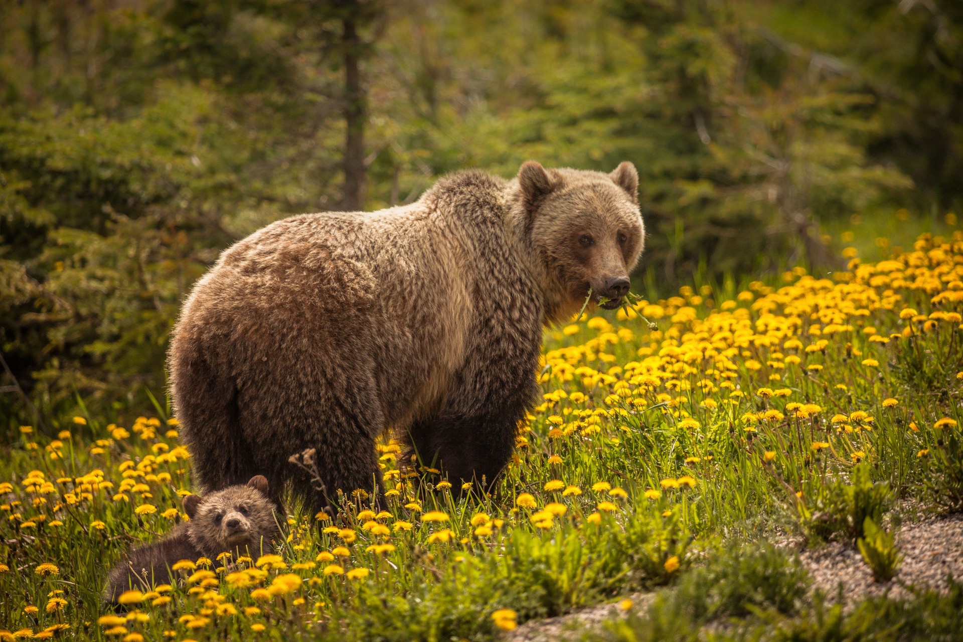 Bear in Jasper National Park in Canada