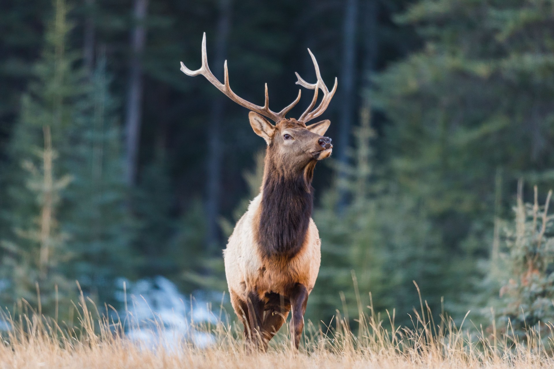 Elk  (Cervus canadensis)
