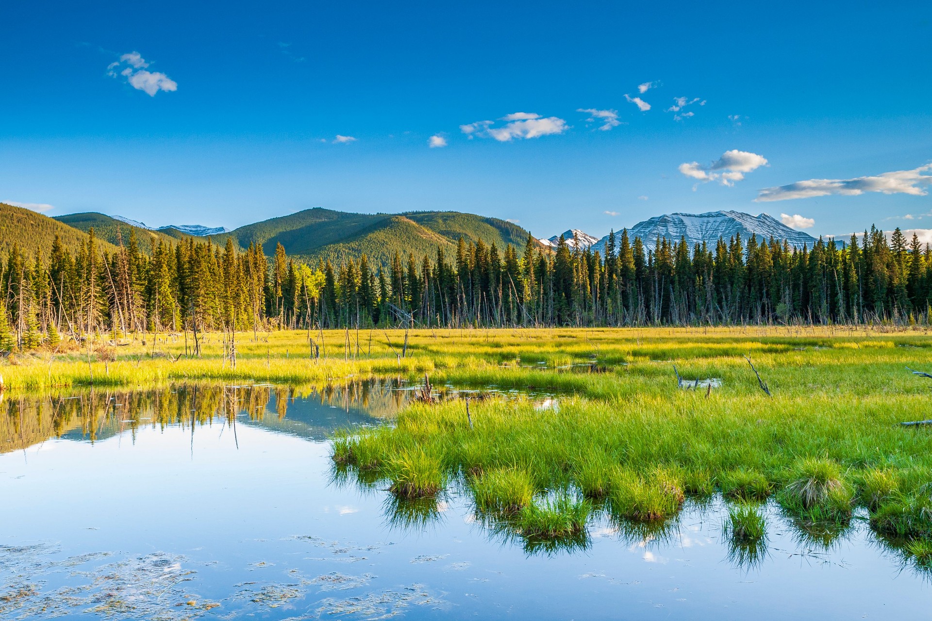 Beaver Pond, Kananaskis Country
