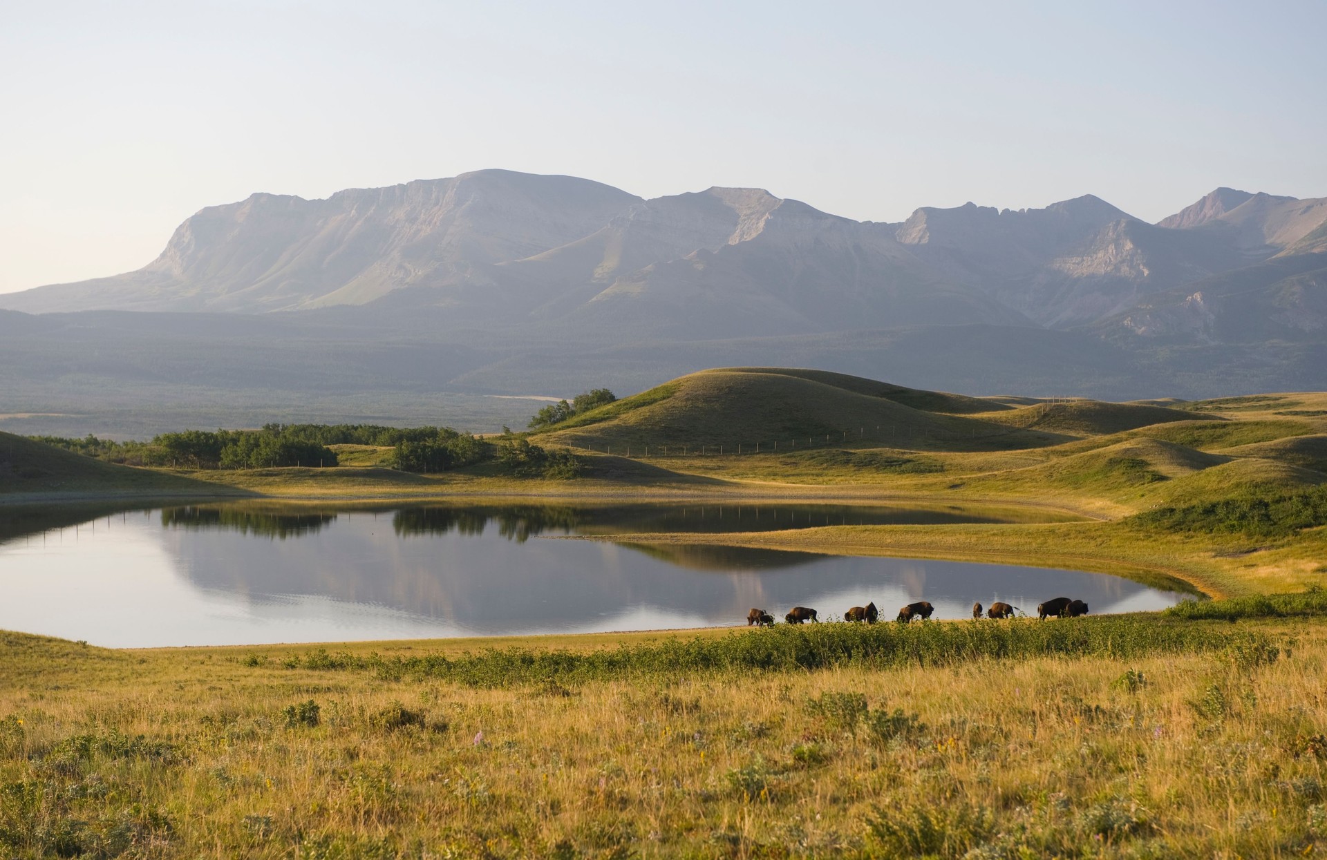 Lakeside Buffalo