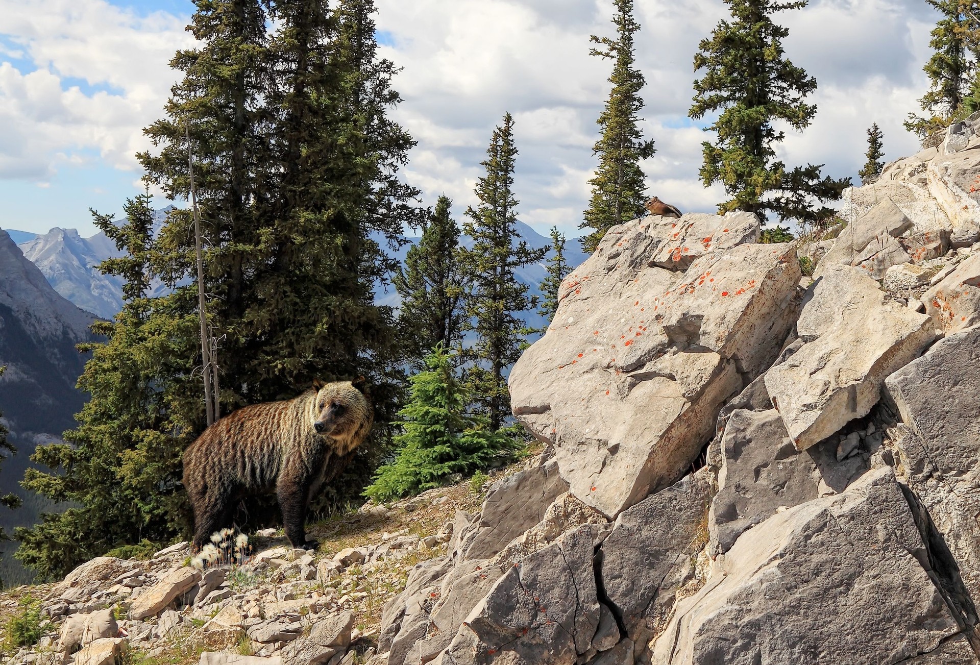 Grizzly bear in Banff National Park, Alberta, Canada